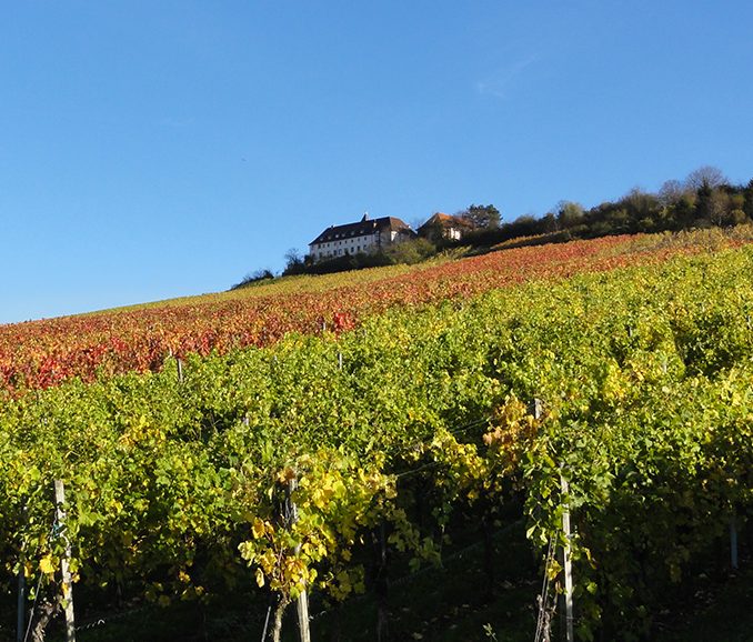 Weinberge nahe Golfplatz Cleebronn